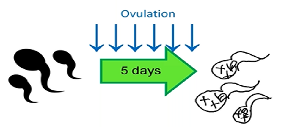 Contraceptive Pills delay_v2